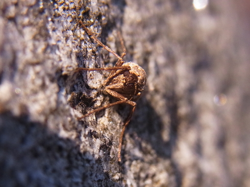 埼玉中部　            ウスバフユシャク雌2016/01/04②_d0251807_539540.jpg