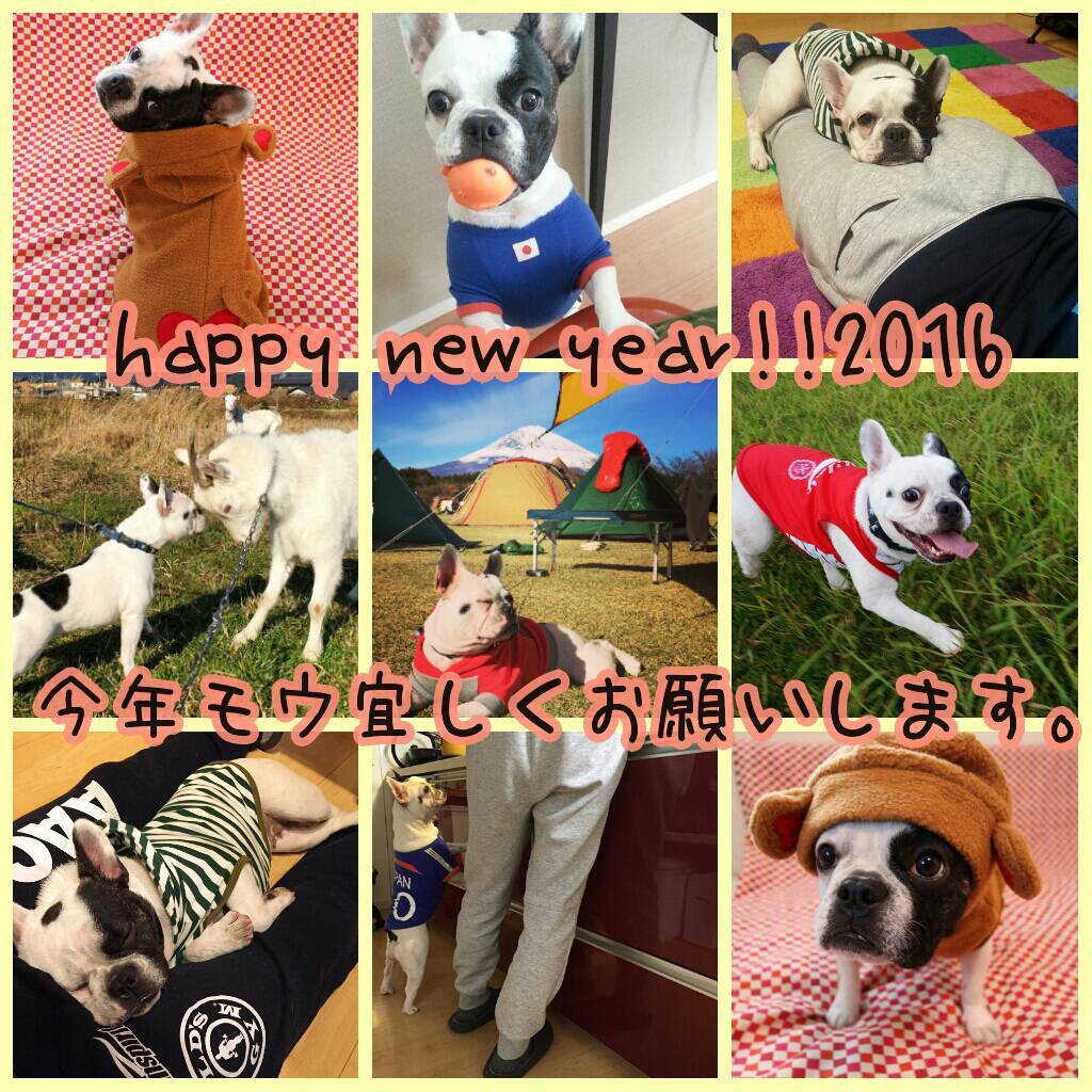 フレンチブルドッグ♪　新年の嬉しいお便り！_e0075412_21105584.jpg