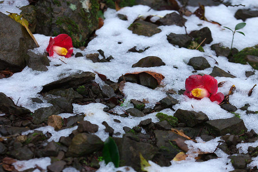 雪のなごり_c0067040_23321642.jpg