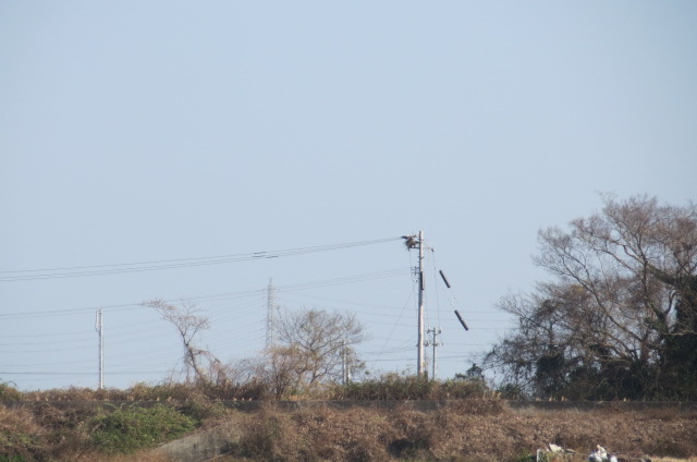e0060041_9402829.jpg