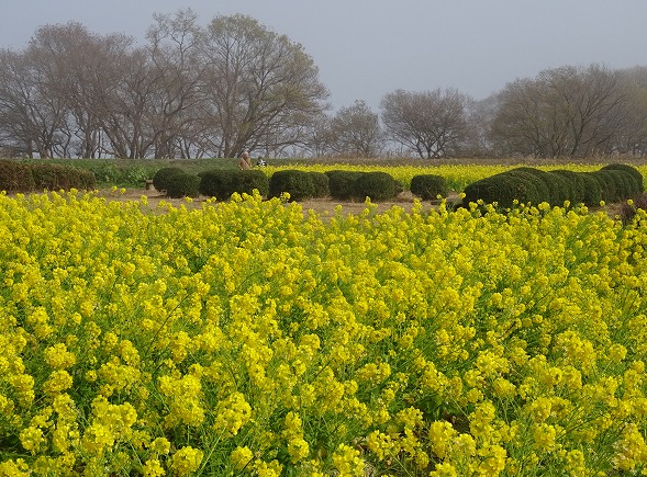 第一なぎさ公園の菜の花_b0299042_1616308.jpg