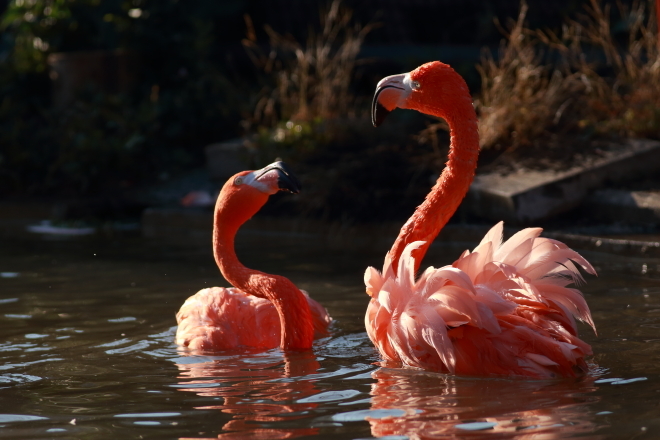 上野動物園 ~年の初めに鳥で癒される~_e0227942_19081274.jpg