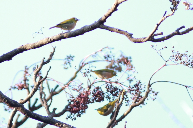 上野動物園 ~年の初めに鳥で癒される~_e0227942_19113970.jpg