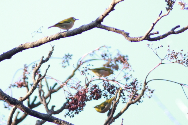 上野動物園　～年の初めに鳥で癒される～_e0227942_19113970.jpg