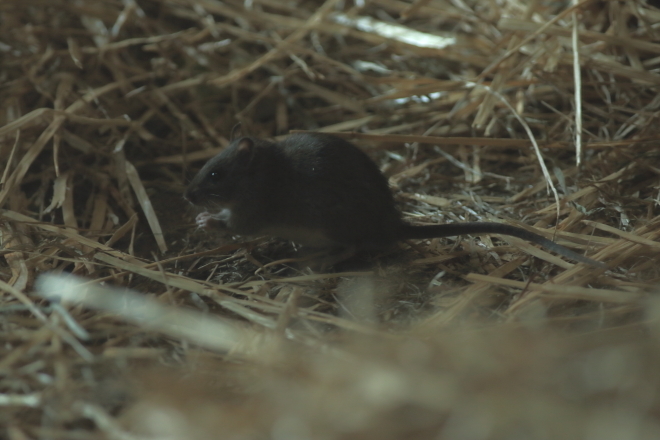 上野動物園 ~年の初めに鳥で癒される~_e0227942_19174504.jpg