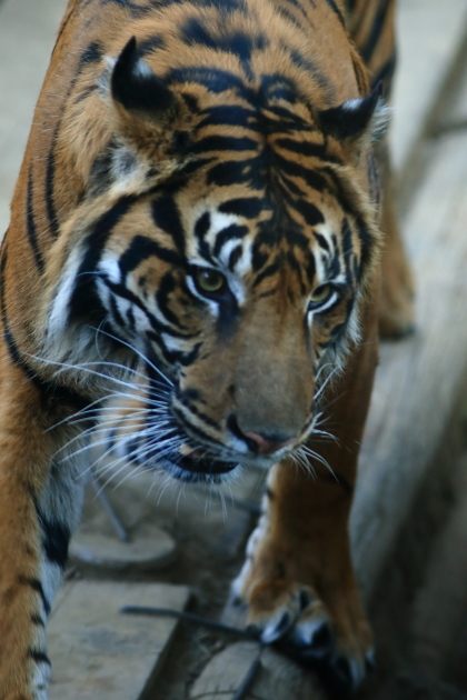 上野動物園　～年の初めに鳥で癒される～_e0227942_19194761.jpg