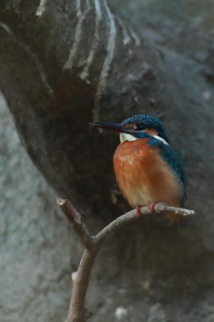 上野動物園　～年の初めに鳥で癒される～_e0227942_19214888.jpg