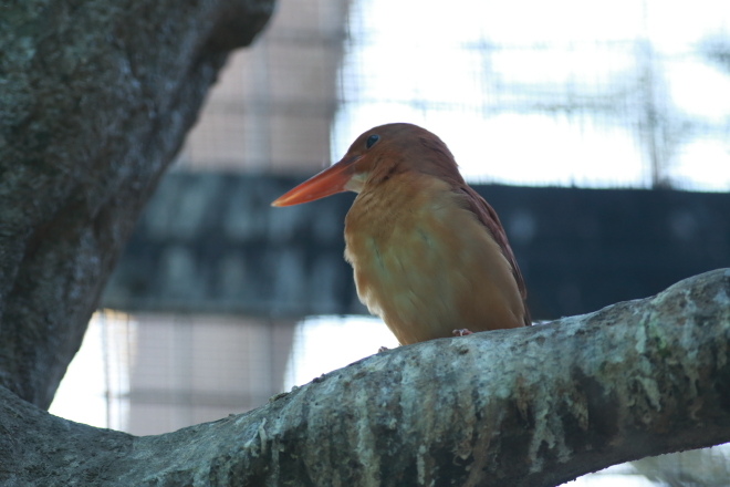 上野動物園　～年の初めに鳥で癒される～_e0227942_19224614.jpg