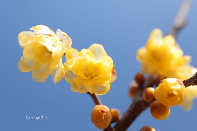 鹿沼 蝋梅(ろうばい)の里2016 ~今年は開花が早めです~_e0227942_22480445.jpg