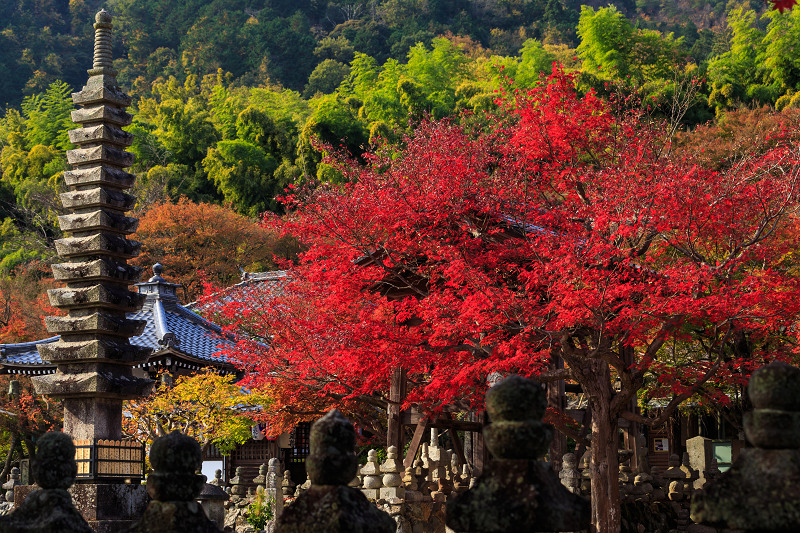京都の紅葉2015・彩りの化野念仏寺_f0155048_19512535.jpg