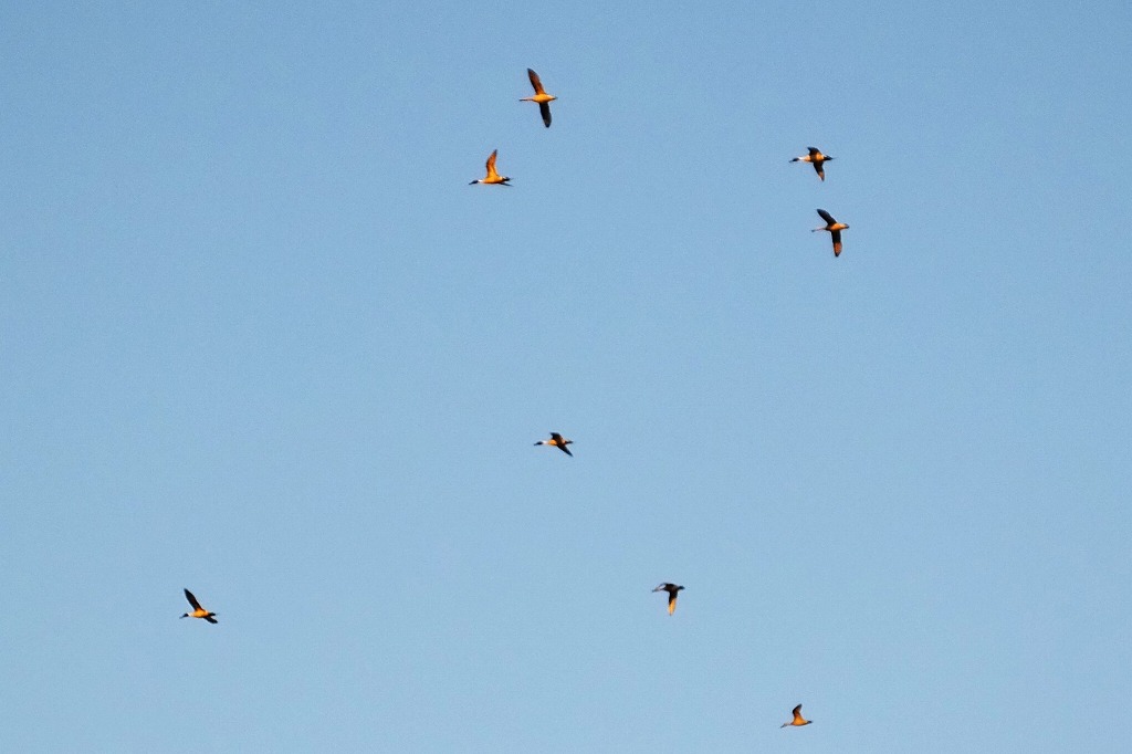 オナガガモ、赤い白鳥など　　　_b0236251_1022863.jpg