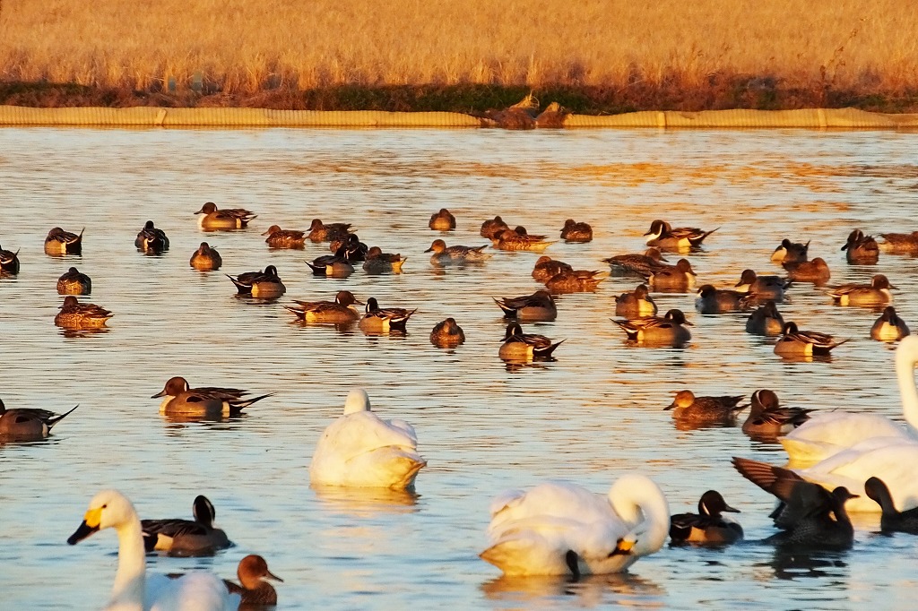 オナガガモ、赤い白鳥など　　　_b0236251_1023973.jpg