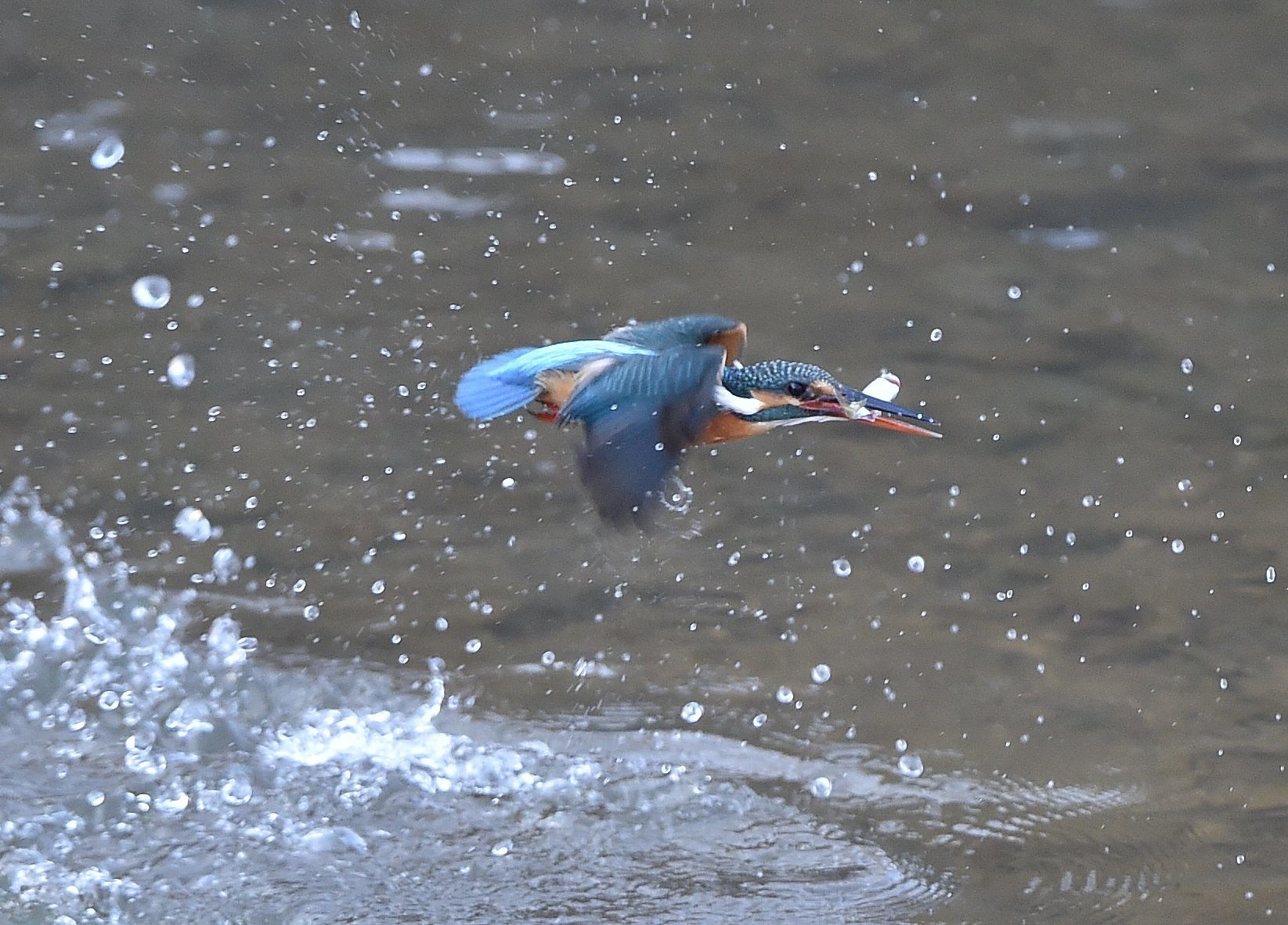 シベリヤアオジ＆カワセミ_c0205858_16162827.jpg