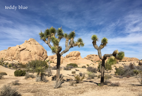 Joshua Tree National Park ジョシュアツリー国立公園 : teddy blue