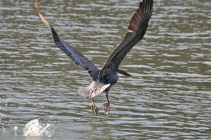 Brown pelican - Corte Madera Creek_a0126969_43282.jpg