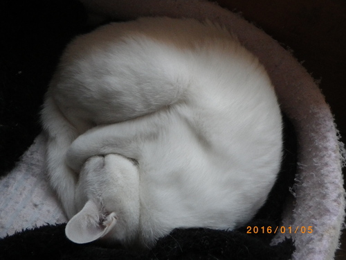 白うさぎ？_e0290580_11104054.jpg