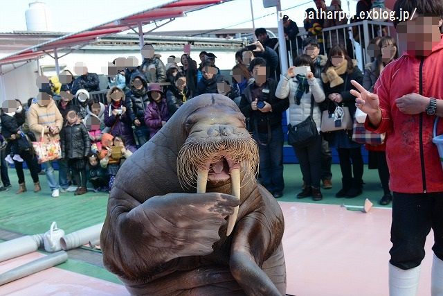 ２０１５年１２月　二見シーパラダイス　その３　セイウチ・ショー_a0052986_2321741.jpg