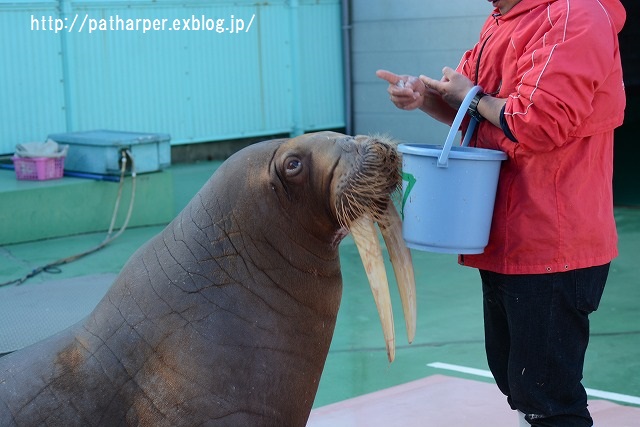 2015年12月 二見シーパラダイス その3 セイウチ ショー ハープの徒然草 2015年12月 二見シーパラダイス その3 セイウチ ショー ハープの徒然草