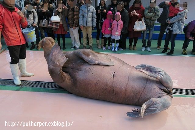 ２０１５年１２月　二見シーパラダイス　その３　セイウチ・ショー_a0052986_23384484.jpg