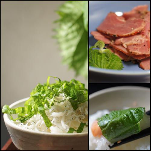 米飯でも肉でも^^_a0024690_02062174.png