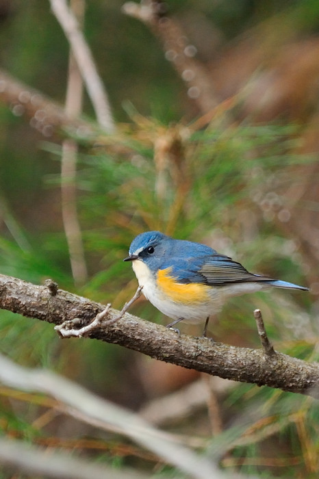 a0143491_102635.jpg