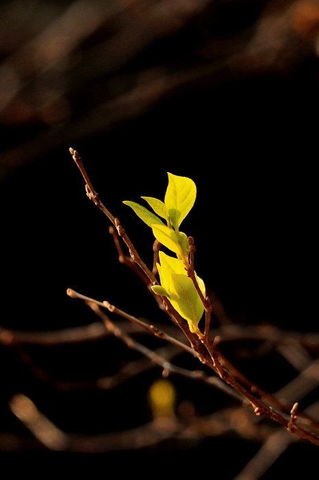 a0143491_1104468.jpg