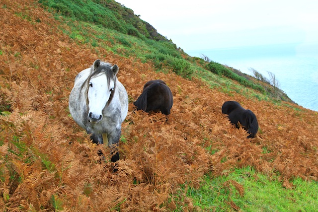 Cornwall - Wild horse_d0162693_23114935.jpg