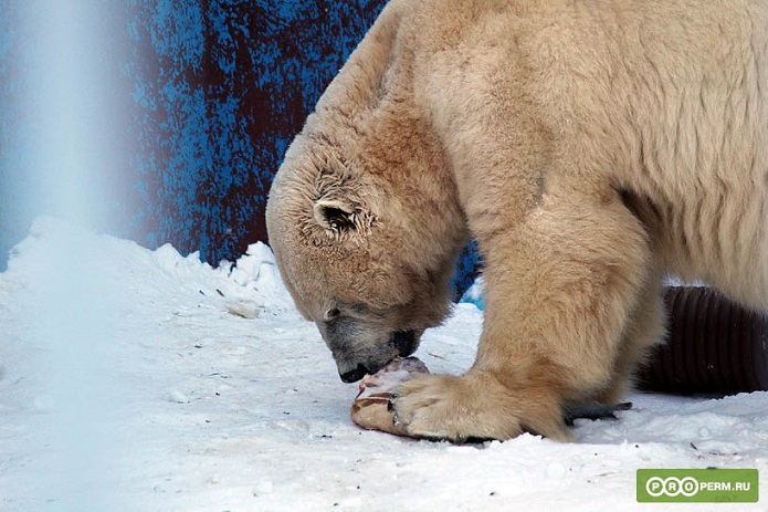 ロシア・ウラル地方、ペルミ動物園の「ホッキョクグマの日」のイベントで訓練の様子が公開される_a0151913_15593.jpg