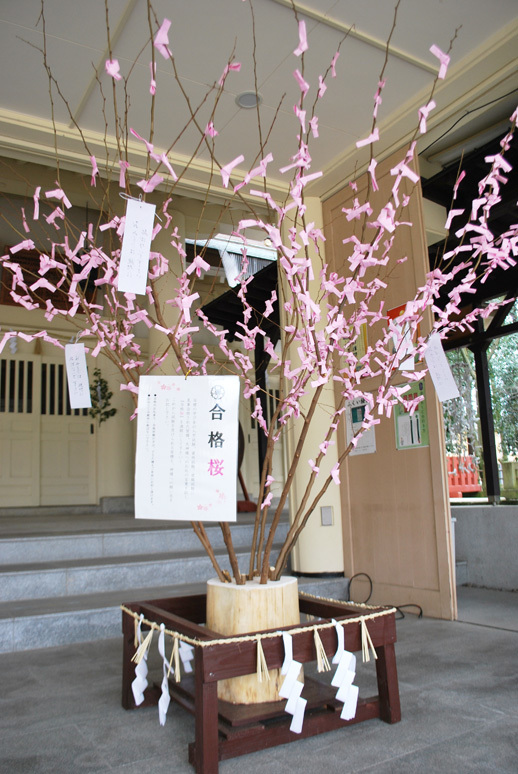 合格桜_f0067122_16492071.jpg
