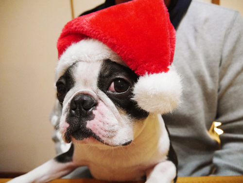 12月の「編集部おすすめ記事」(あにまる編)_f0357923_17142883.jpg