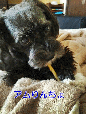 f0326925_20003410.gif