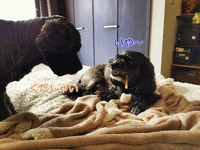 f0326925_20003470.gif