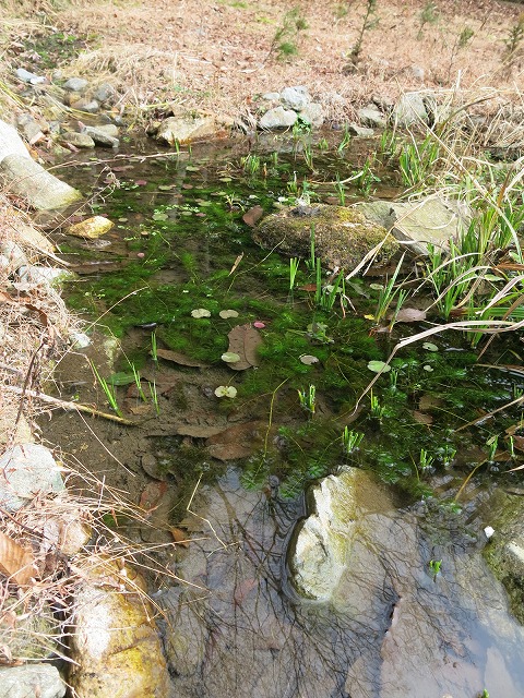 f0177529_11362244.jpg