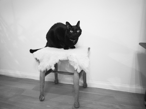 黒猫フグ 黒猫フグ
