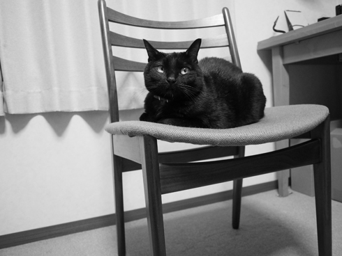 黒猫フグ
