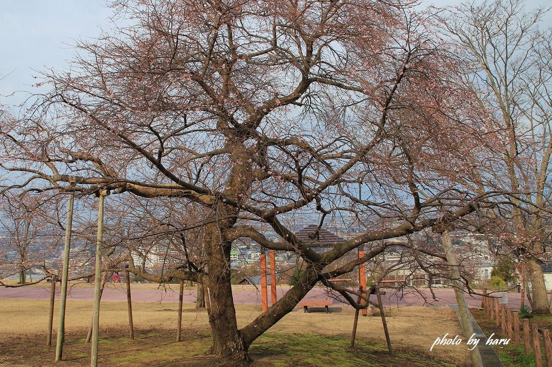 十月桜_f0297537_17043614.jpg