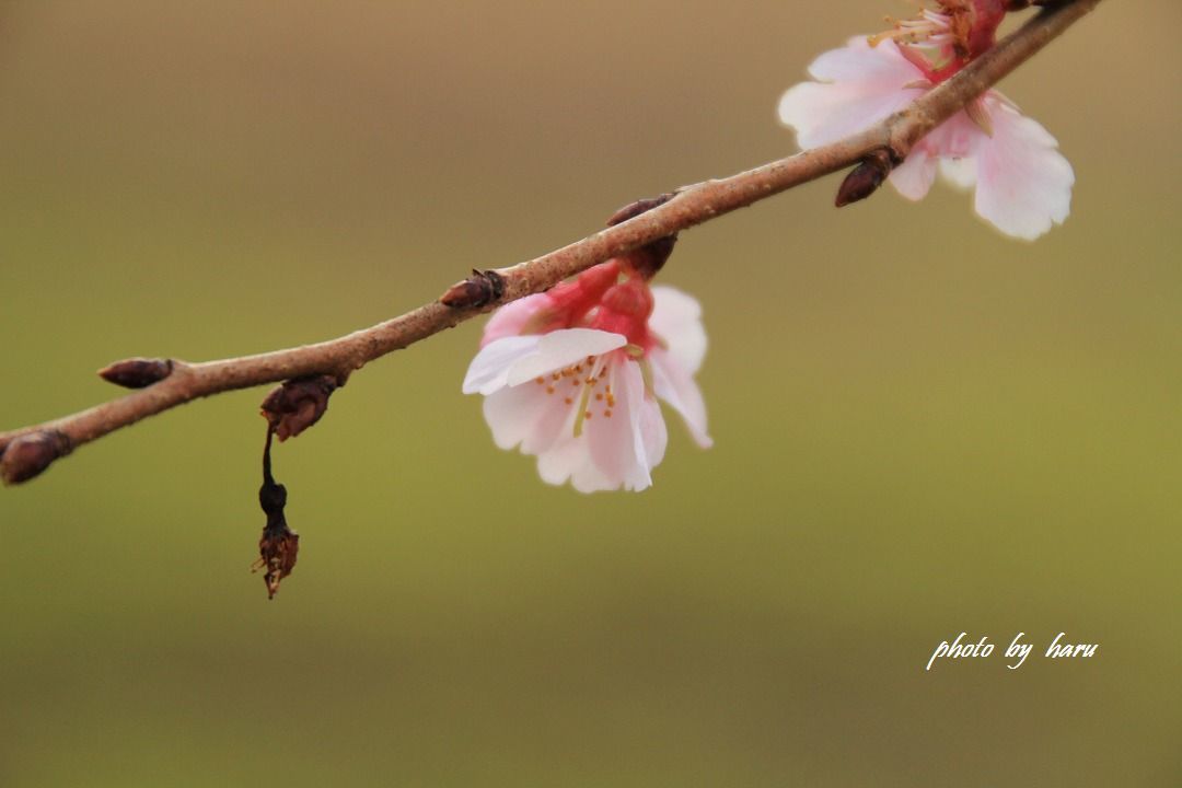 十月桜_f0297537_17050640.jpg