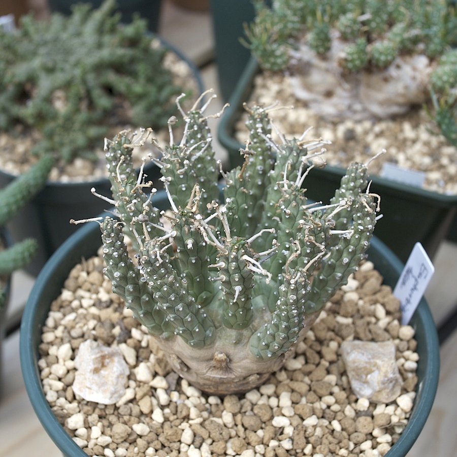 Bizarre Plants