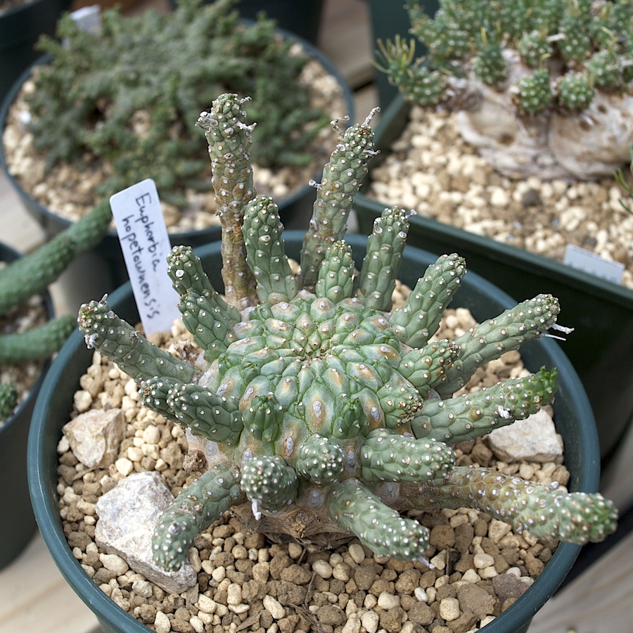 H4 Euphorbia hopetownensis ユーフォルビア ホープタウン