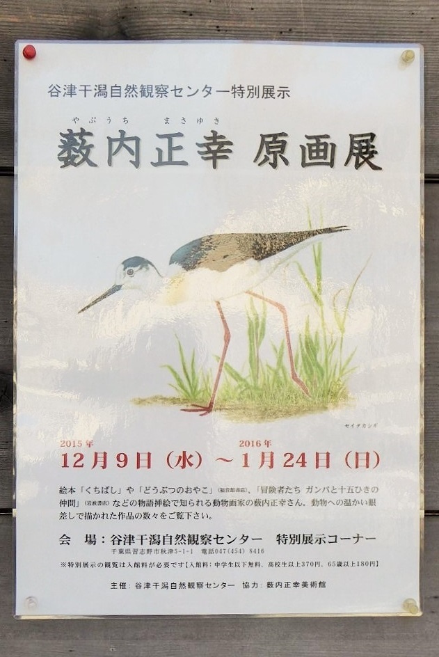 街に暮らす鳥　34　セイタカシギ_d0288144_00014566.jpg