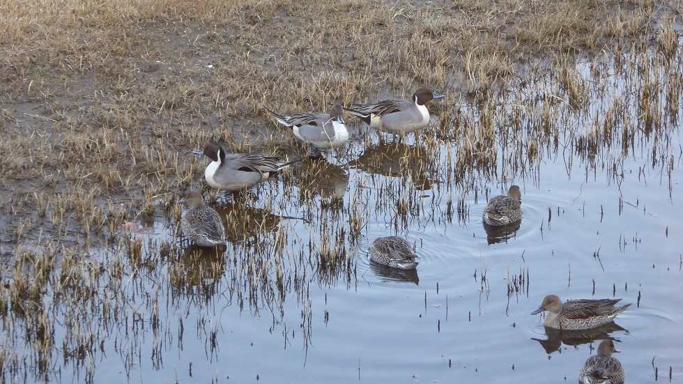 街に暮らす鳥　34　セイタカシギ_d0288144_16254597.jpg