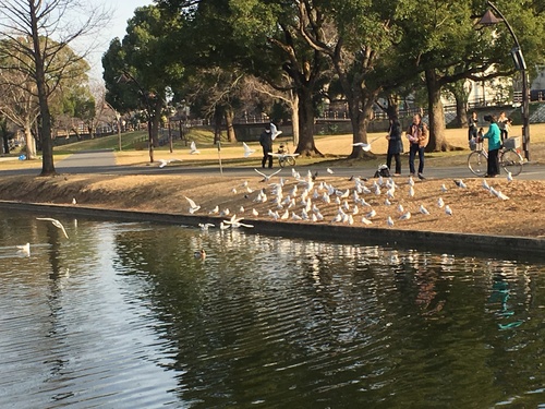 お正月の水元公園_a0314846_1871271.jpg