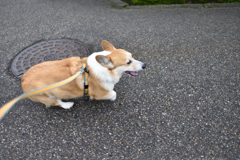 途中で雨が_b0319658_156417.jpg