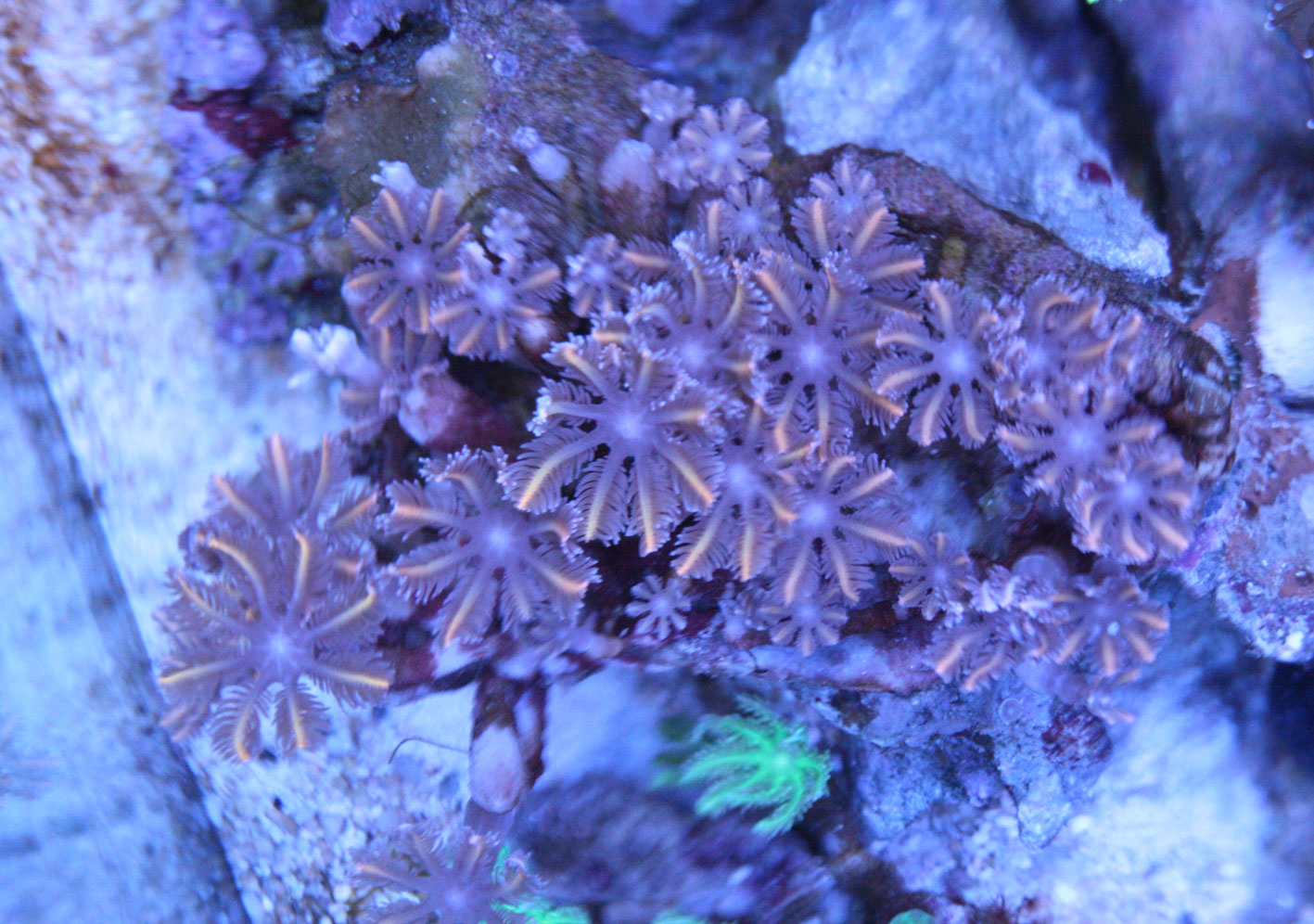 良かったのかもしれない ビーボックスアクアリウム 海水魚 サンゴ情報