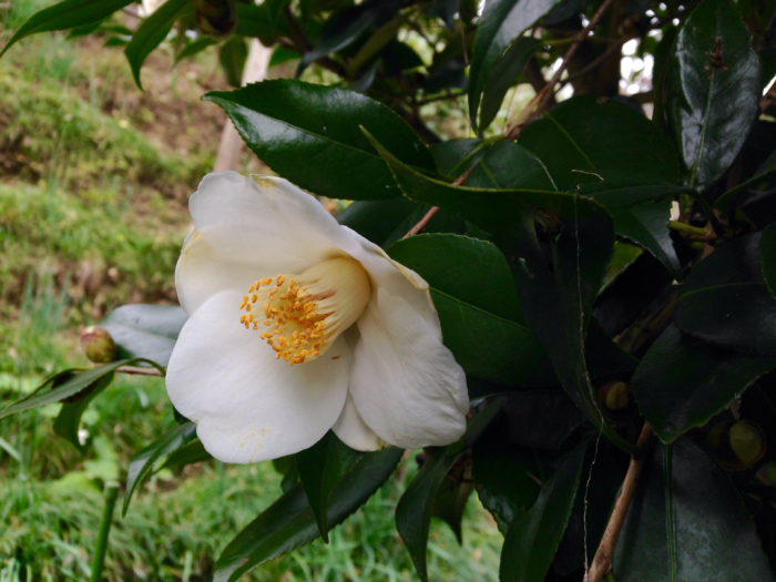 高砂百合など…最近の花達_b0087077_14434597.jpg