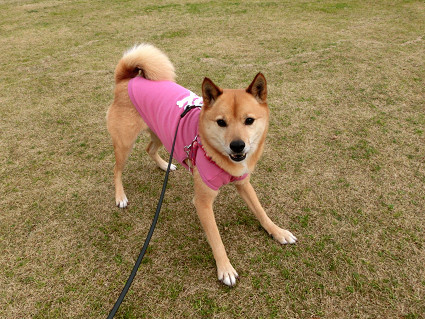 飛行犬abby　と　びっくりポンなお知らせ_f0345284_17533915.jpg