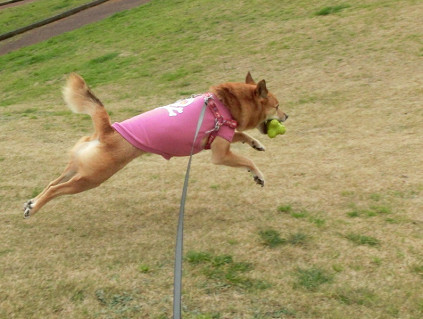 飛行犬abby と びっくりポンなお知らせ_f0345284_17535021.jpg