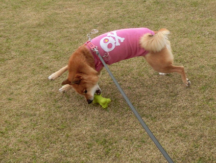 飛行犬abby と びっくりポンなお知らせ_f0345284_17535443.jpg