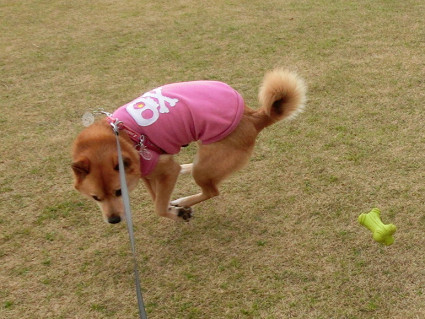 飛行犬abby　と　びっくりポンなお知らせ_f0345284_17535791.jpg