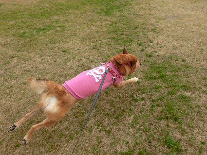 飛行犬abby と びっくりポンなお知らせ_f0345284_17540425.jpg
